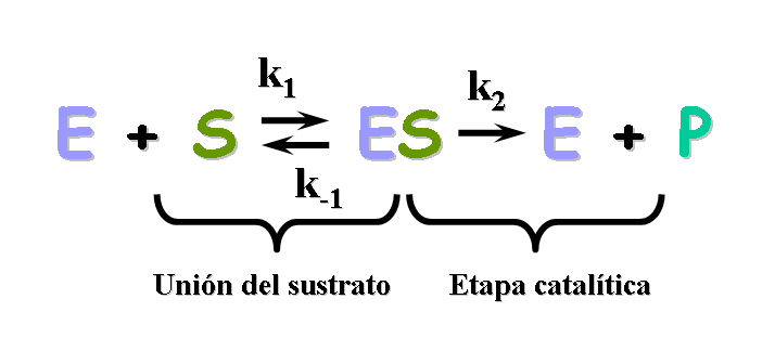 Unión enzima sustrato