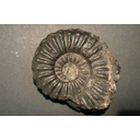 Muestra Imagen Ammonites