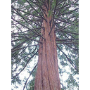 Muestra Imagen 4.Sequoia