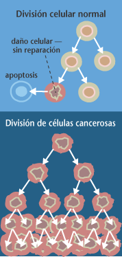 Reproducción de células cancerígenas 