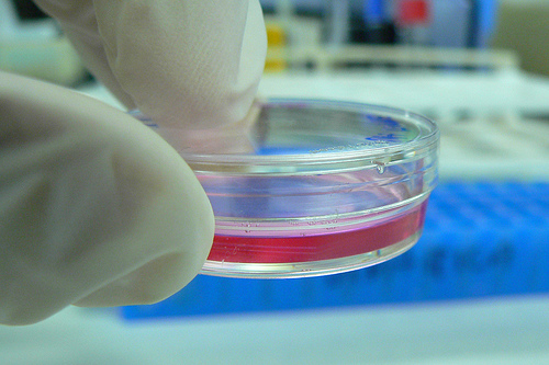 Cultivo celular en una placa Petri