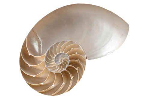 Cocha de Nautilus
