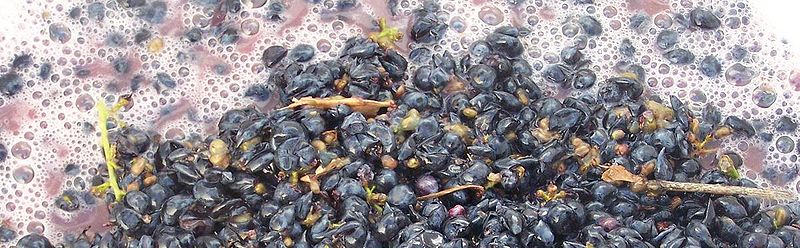 fermentación - uva