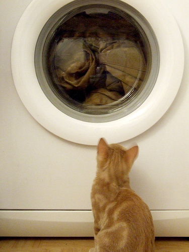Gato mirando a una lavadora