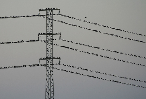 Pájaros en cable -Doñana