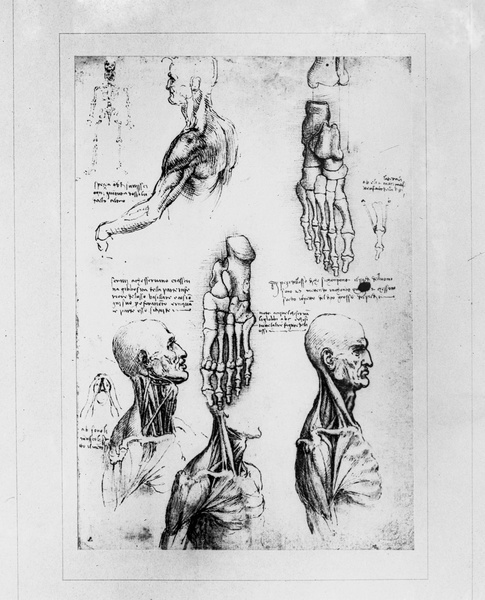 Estudios anatómicos de Leonardo da Vinci