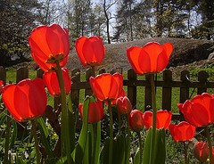 Red tulips in the garden.