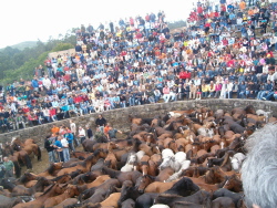 Rapa das bestas, Sabucedo, Pontevedra. Recinto con caballos que van a ser rapados.