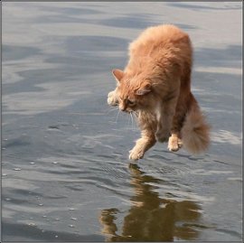 Gato intentando evitar caer en el agua