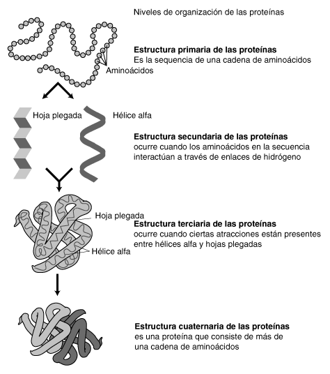 estructura proteínas