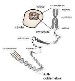 ADN celula