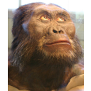 Muestra Imagen Australopithecus afarensis