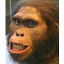 Muestra Imagen Australopithecus africanus