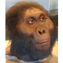 Muestra Imagen Paranthropus boisei