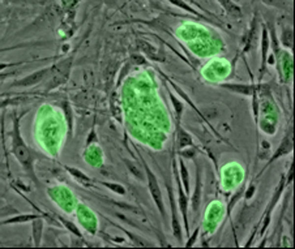 Células embrionarias de ratón teñidas con un marcador fluorescente