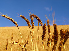 Si sube baja el precio de la cebada aumentará la oferta de trigo