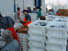 Cajas de pescados subastándose en la lonja
