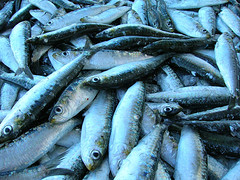 Caja de sardinas