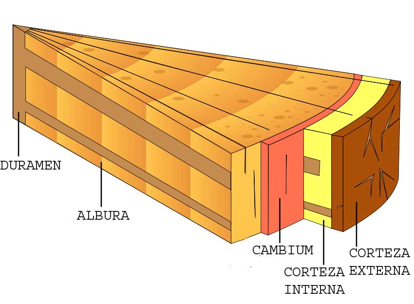 Estructura de un tronco